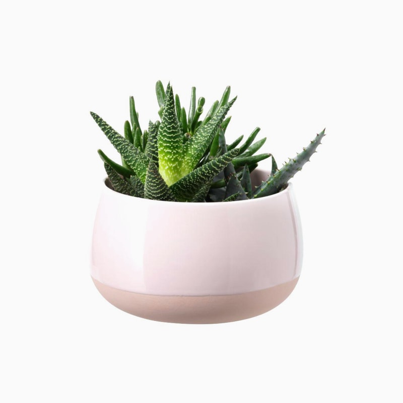 Aliquam sit amet - Imagen 4