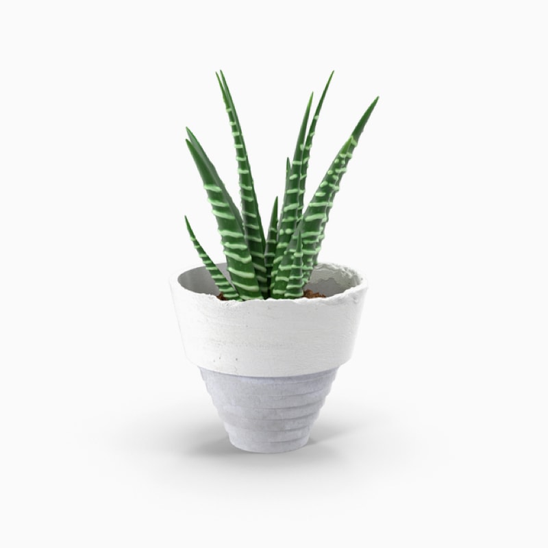 Tincidunt malesuada - Imagen 4