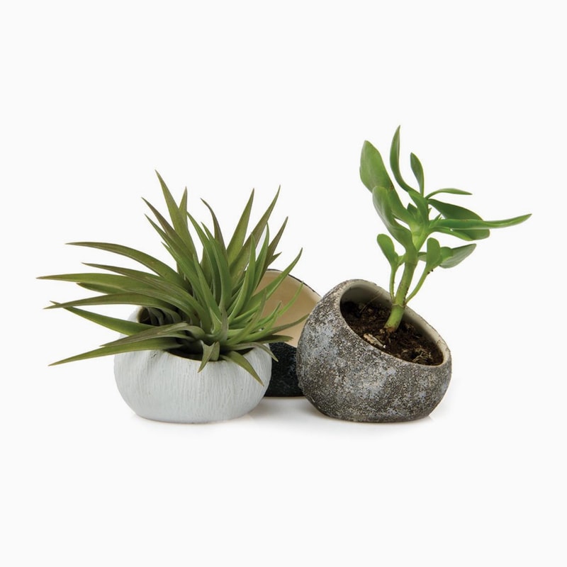 Commodo dolor - Imagen 4