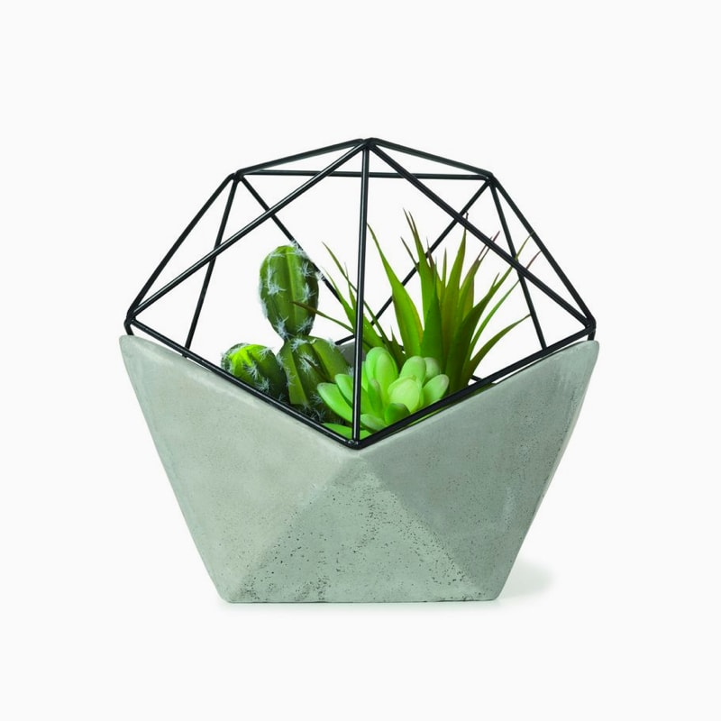 Commodo dolor - Imagen 2