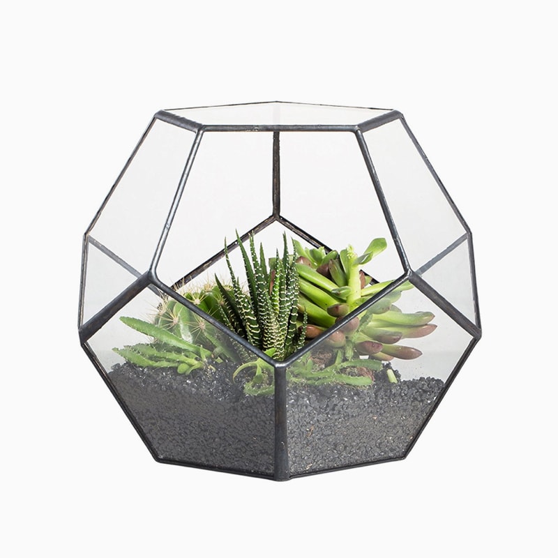 Commodo dolor - Imagen 3