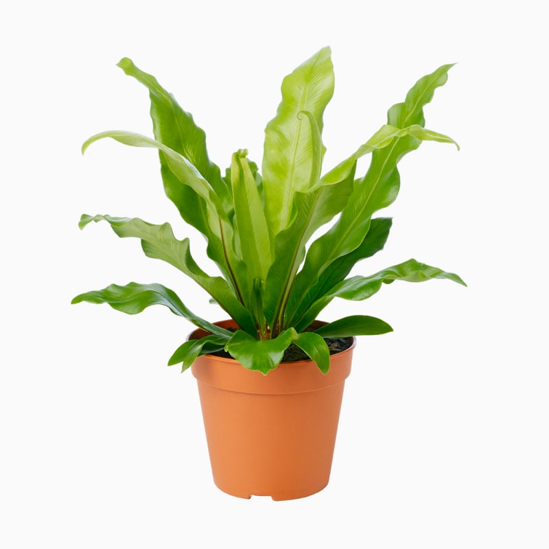 Dignissim venenatis - Imagen 3